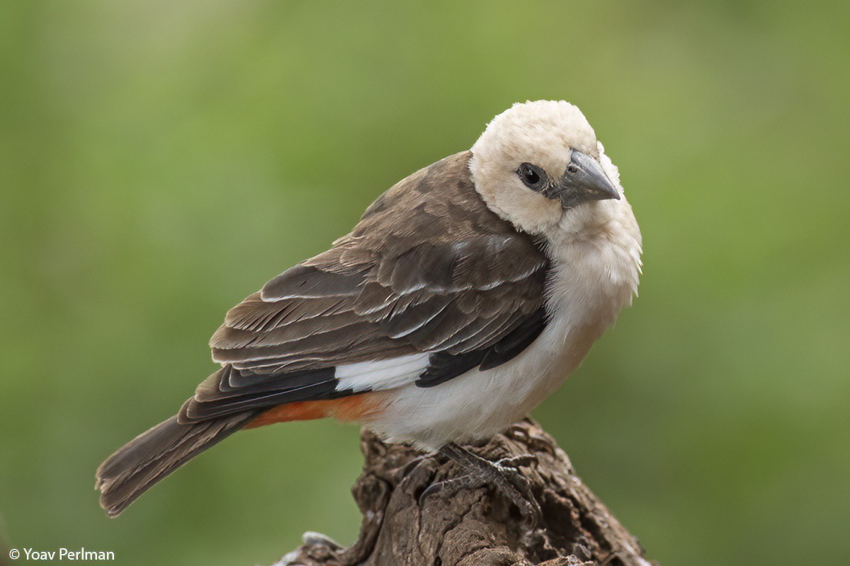 White-headed Buffalo-Weaver - ML470281391