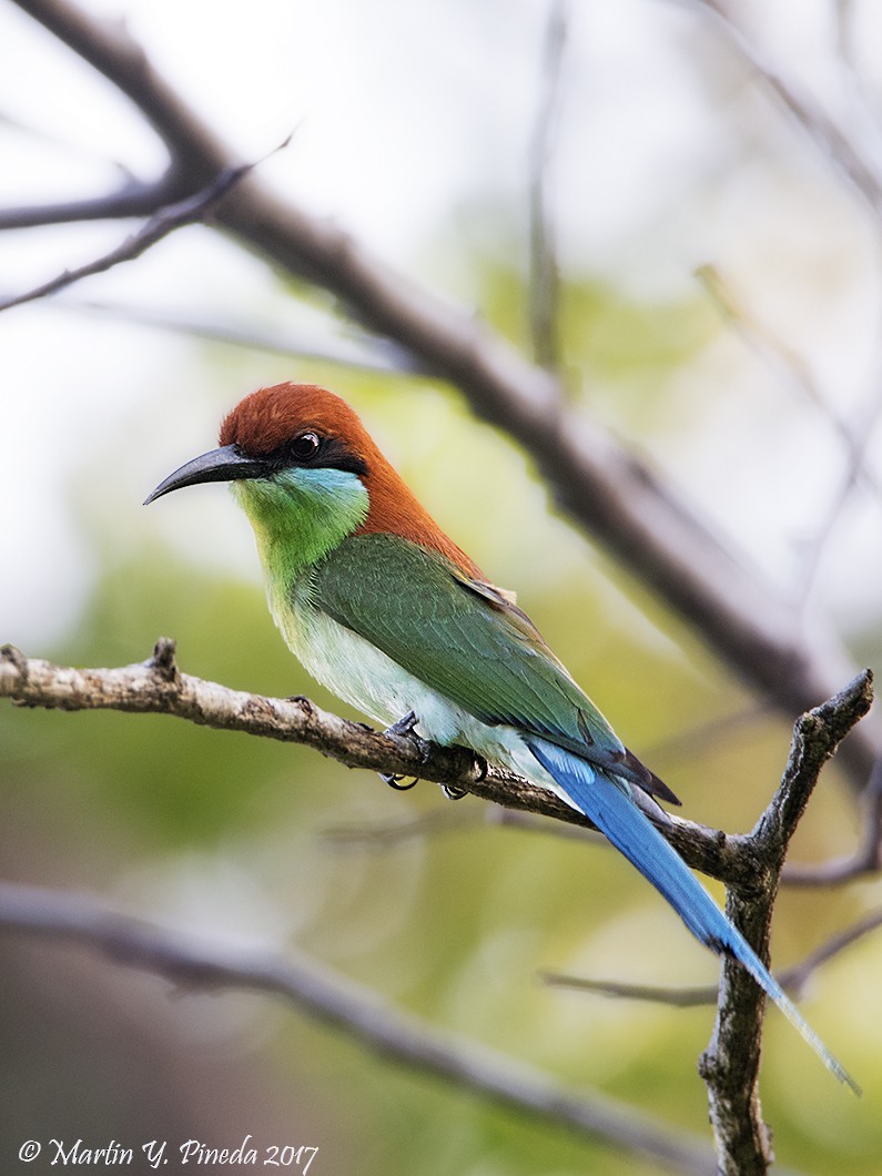 Rufous-crowned Bee-eater - Martin Pineda