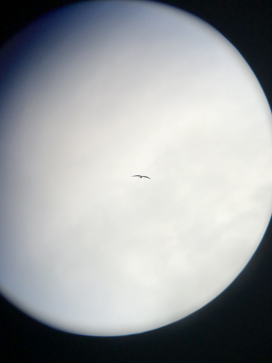Swallow-tailed Kite - ML470282181