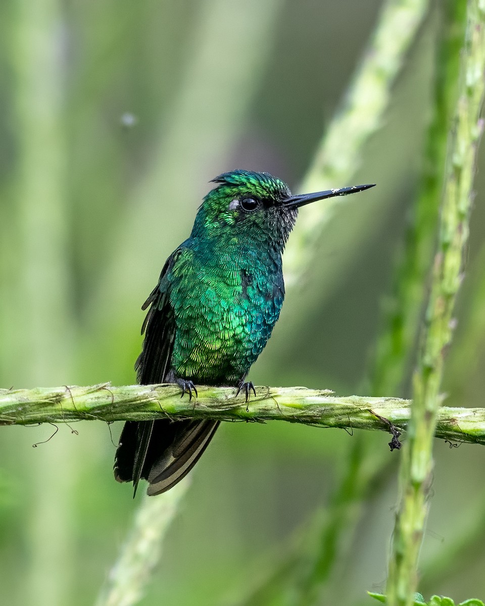 Blue-tailed Emerald - ML470282711