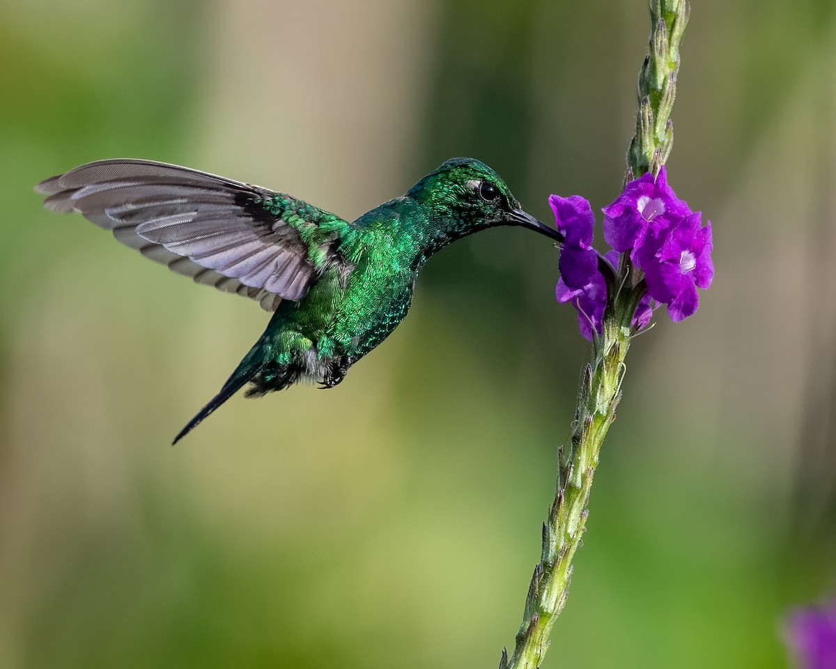 Blue-tailed Emerald - ML470282731