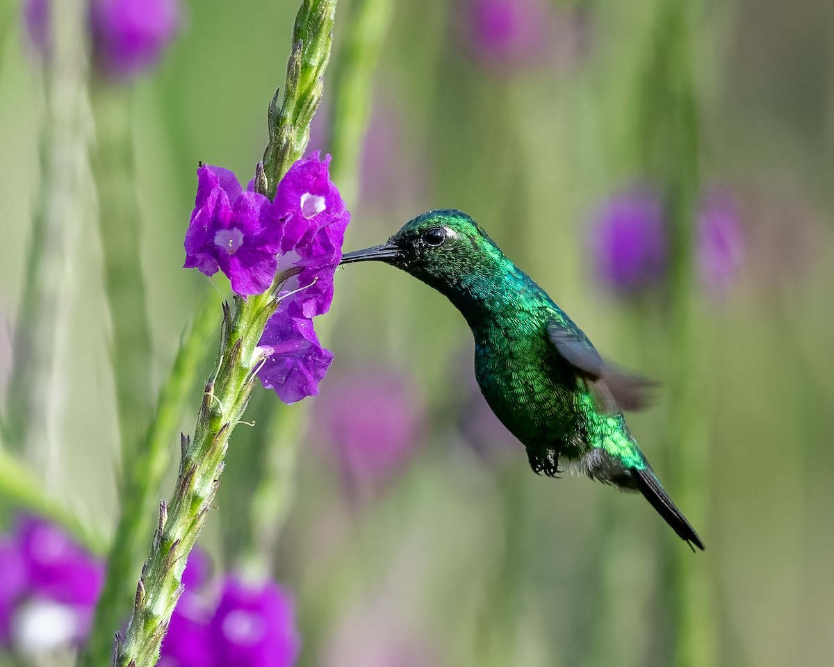 kolibřík modroocasý - ML470282741