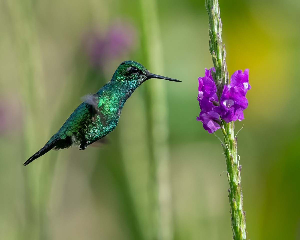 Blue-tailed Emerald - ML470282751