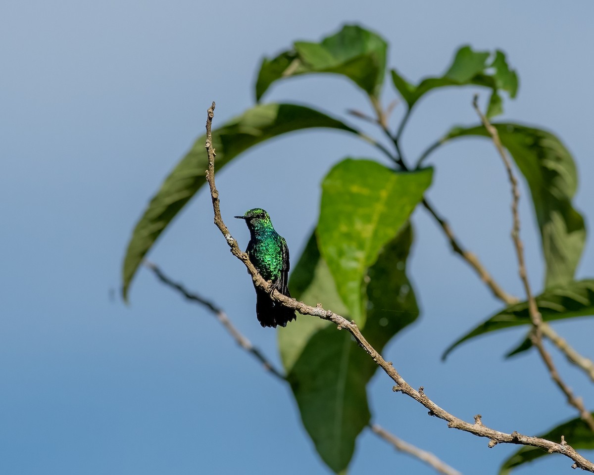 Blue-tailed Emerald - ML470282761
