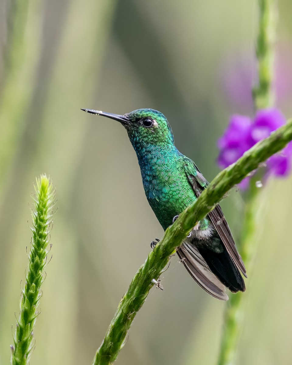 Blue-tailed Emerald - ML470282771