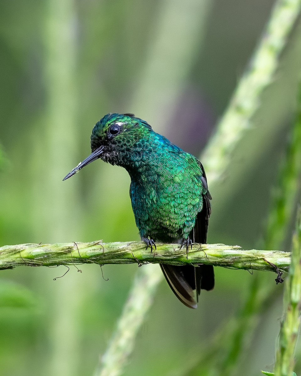 Blue-tailed Emerald - ML470282781