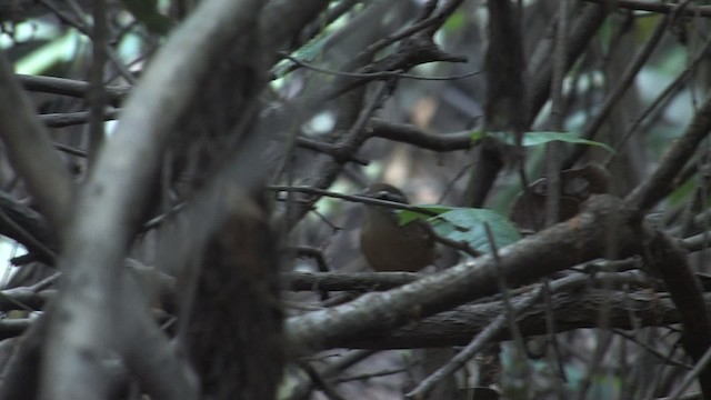Buff-breasted Wren - ML470283
