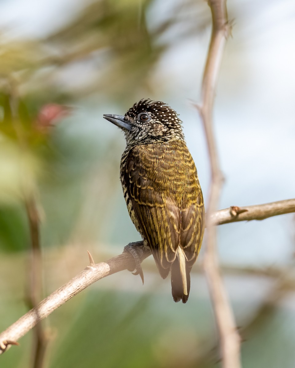 Lafresnaye's Piculet - ML470283671