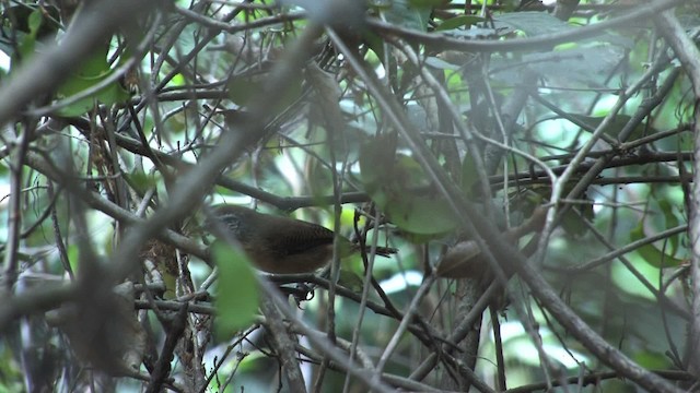 Buff-breasted Wren - ML470284