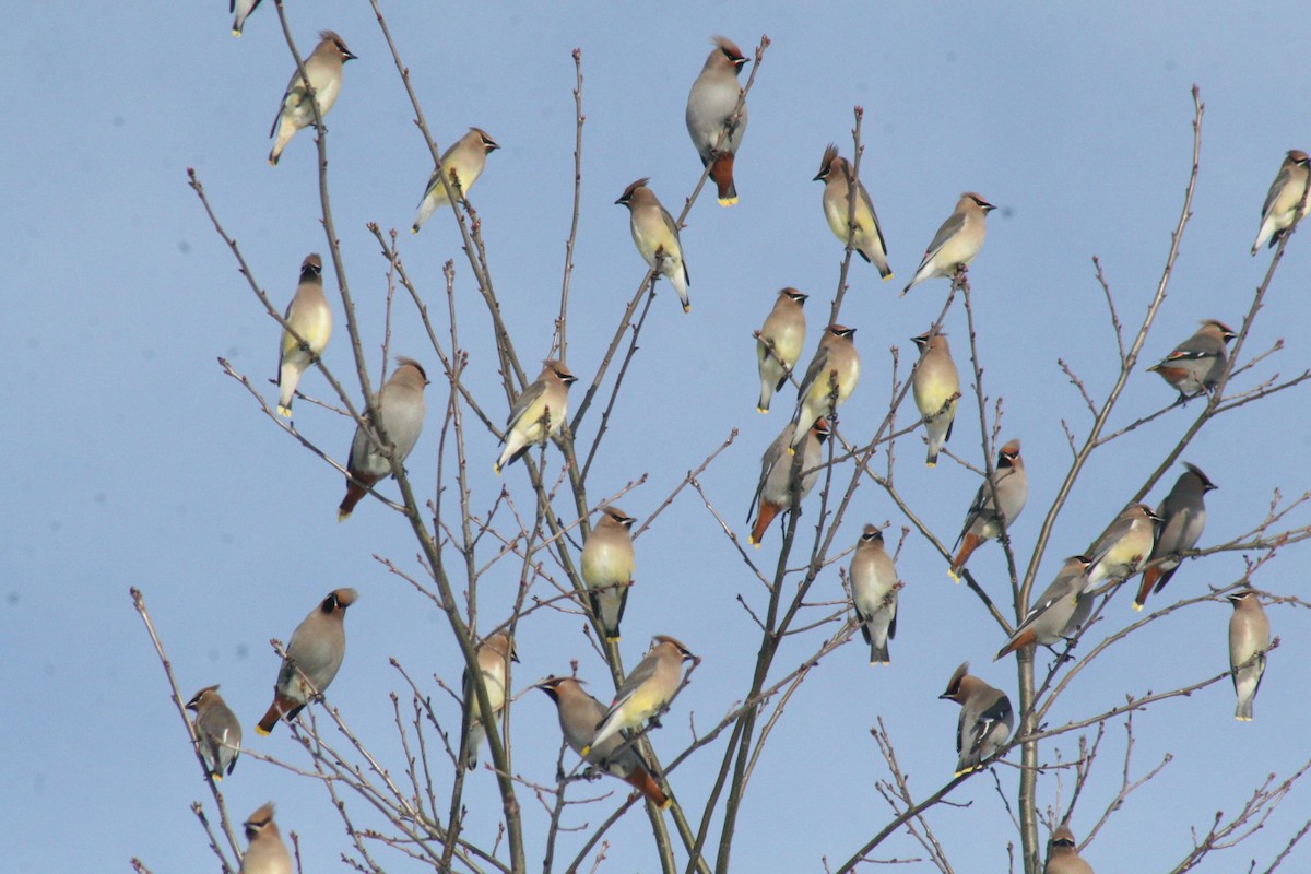 Bohemian Waxwing - Margaret Viens
