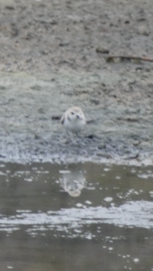 Snowy Plover - ML470285211