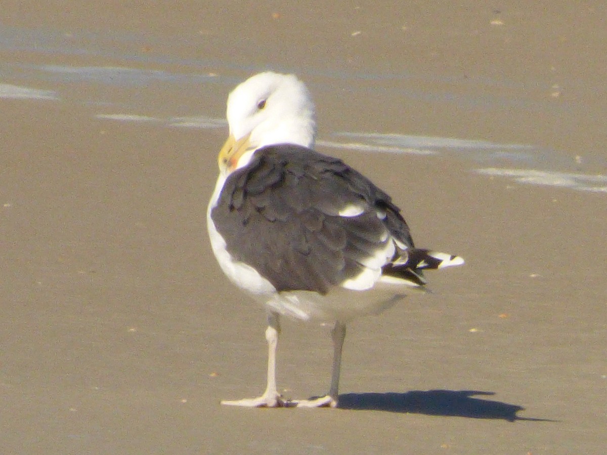 Great Black-backed Gull - ML47028551