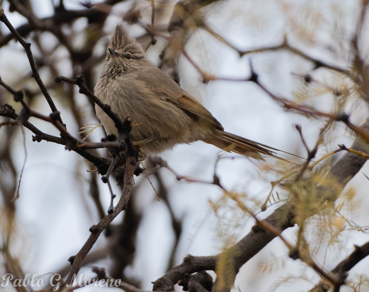 Tufted Tit-Spinetail - ML470285961