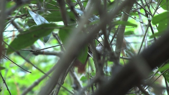 Rusty-backed Spinetail - ML470286