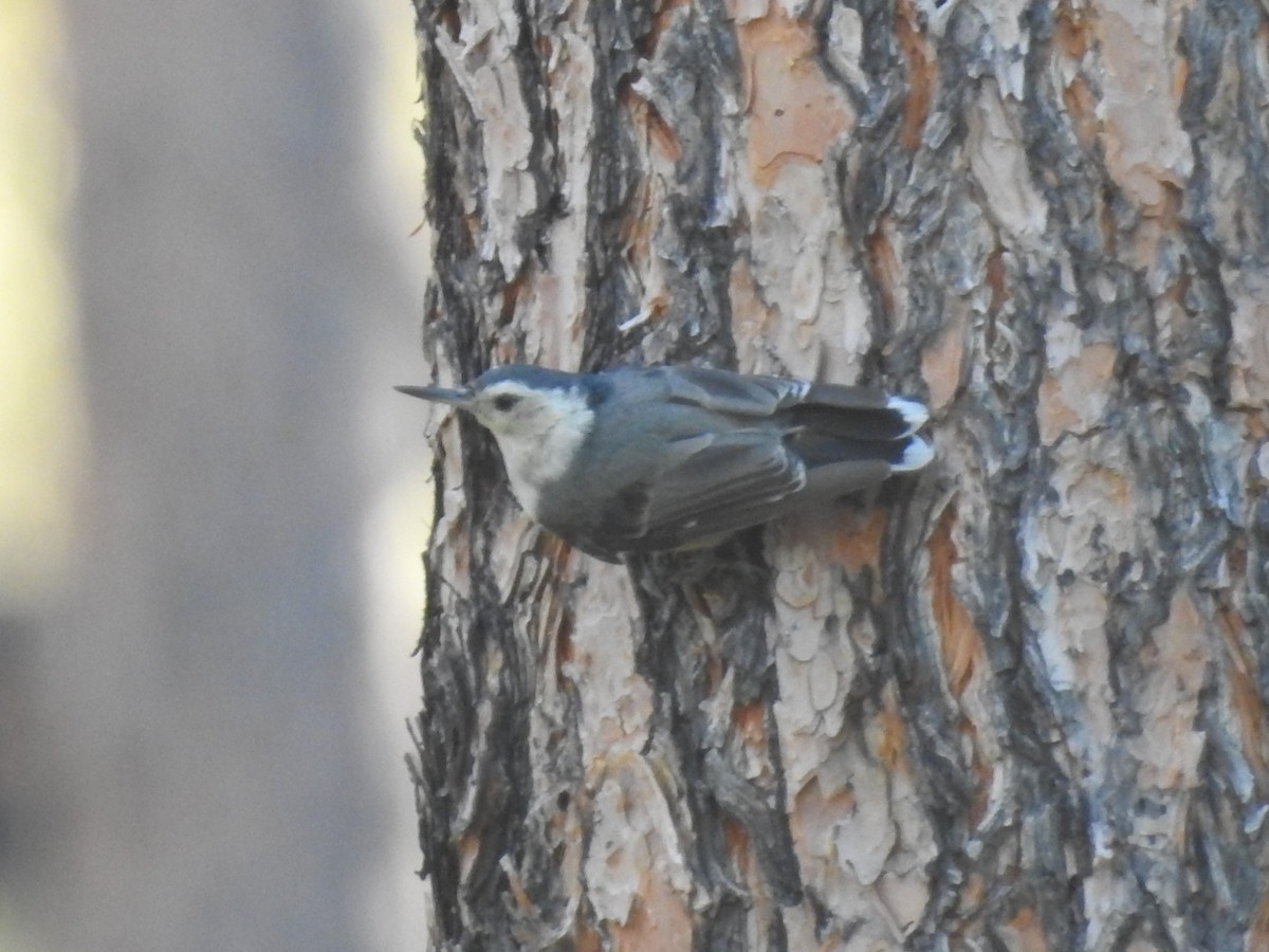 White-breasted Nuthatch - ML470286421