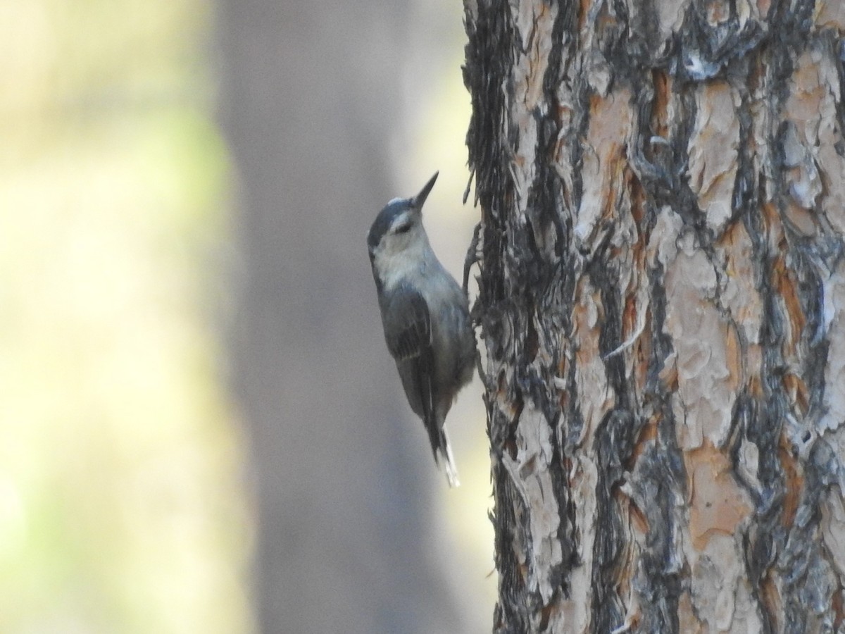 White-breasted Nuthatch - ML470286841