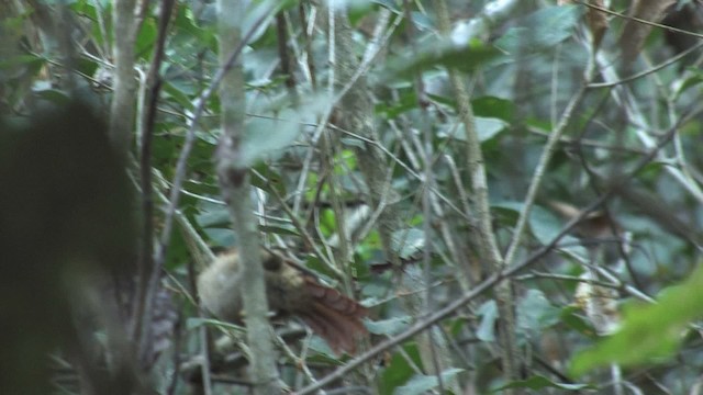 Rusty-backed Spinetail - ML470288