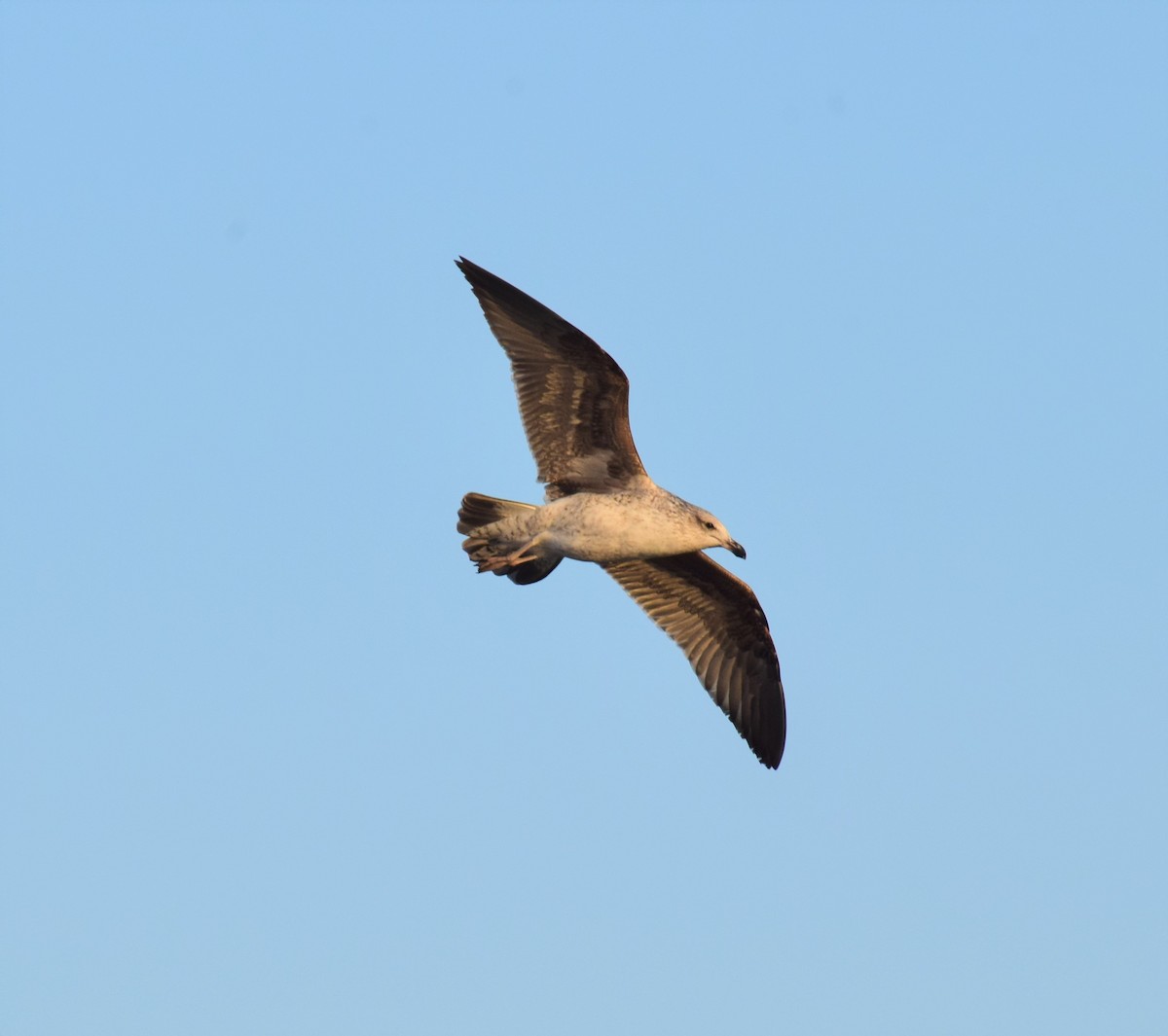 Gaviota Cocinera - ML470289071