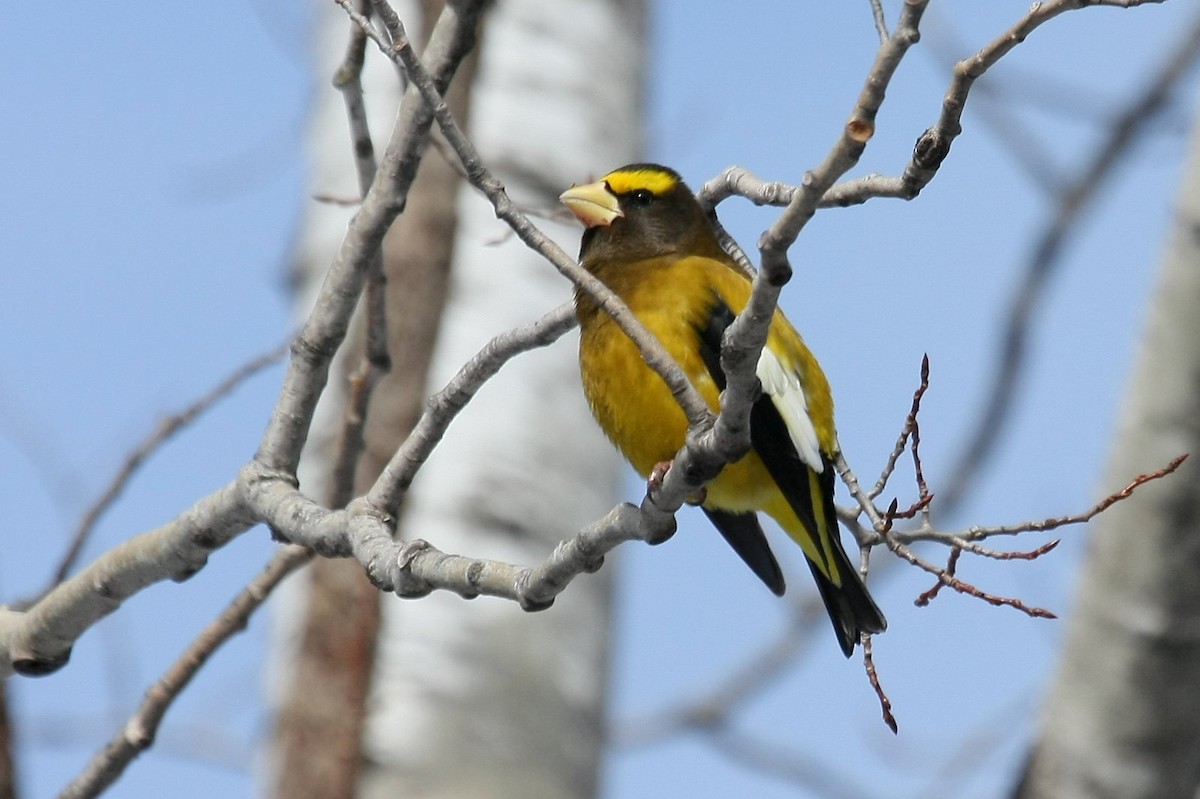 Evening Grosbeak - John King