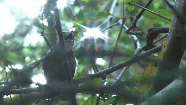 Buff-breasted Wren - ML470292