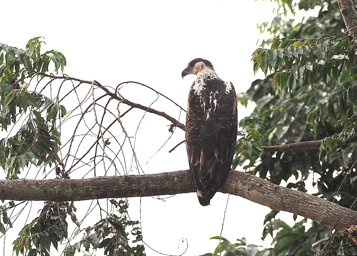 African Fish-Eagle - ML470292681