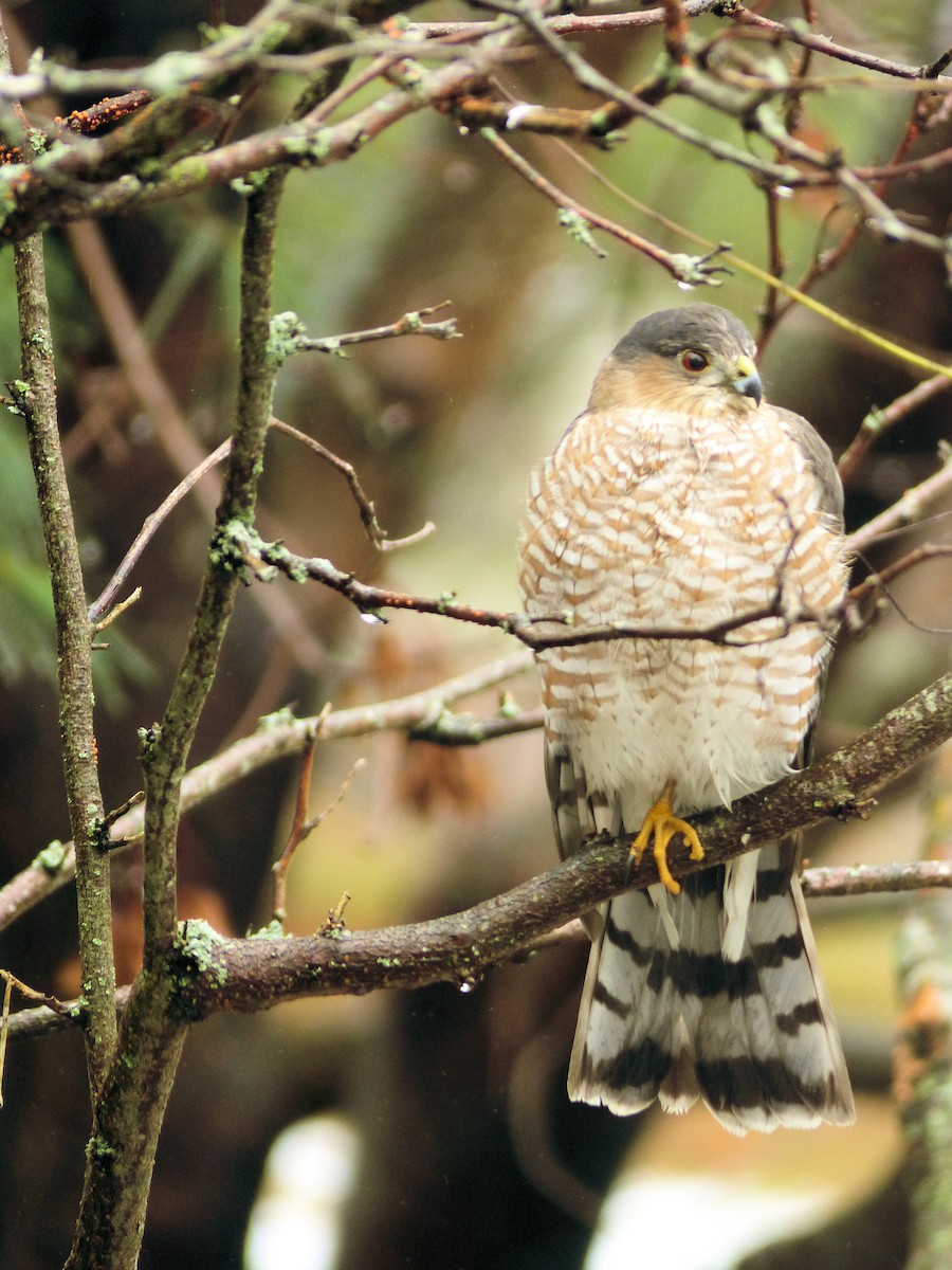 Sharp-shinned Hawk - ML47029291