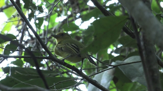 Ochre-lored Flatbill - ML470293