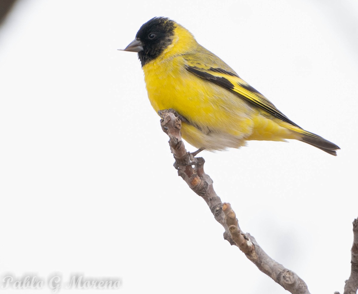 Hooded Siskin - ML470293901