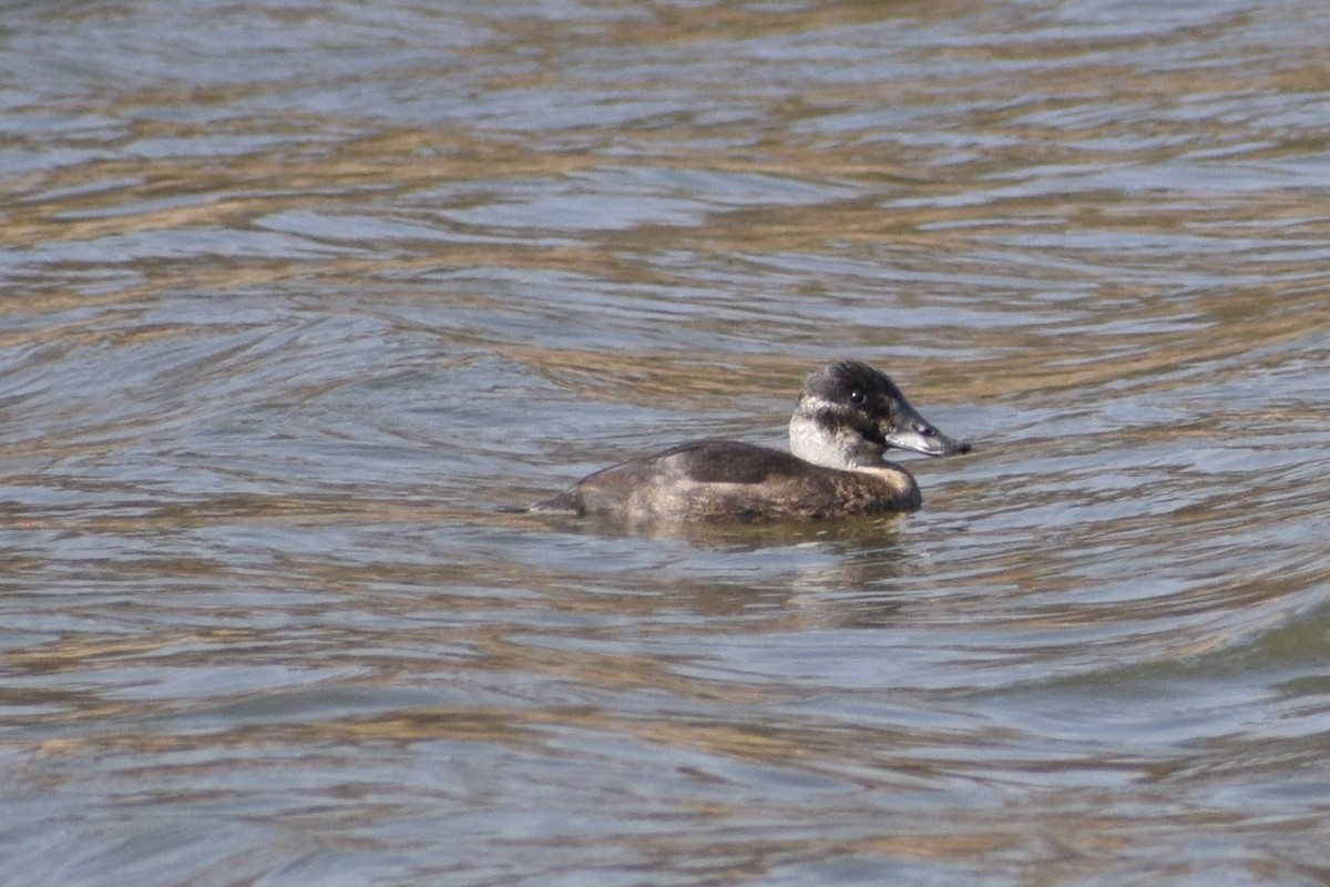 Maccoa Duck - Jacob Henry