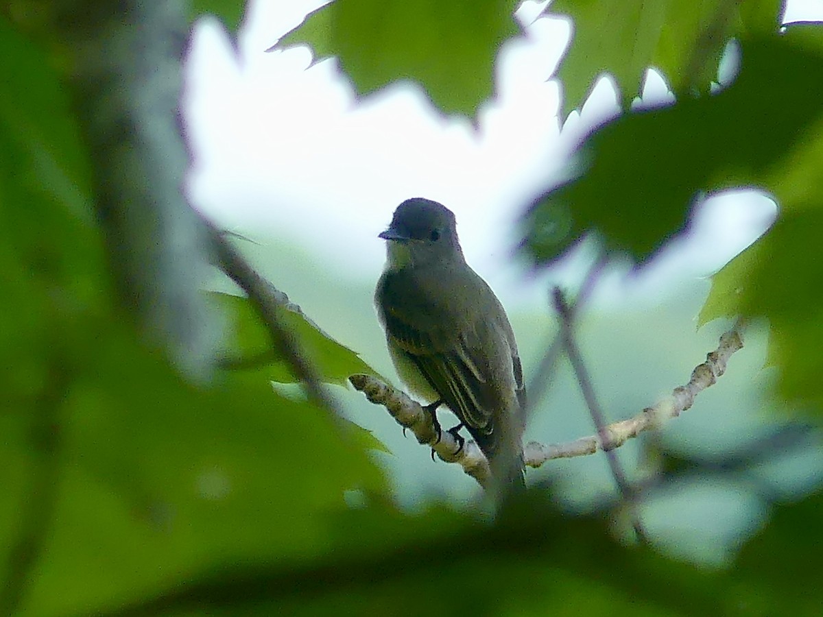Eastern Phoebe - ML470295301