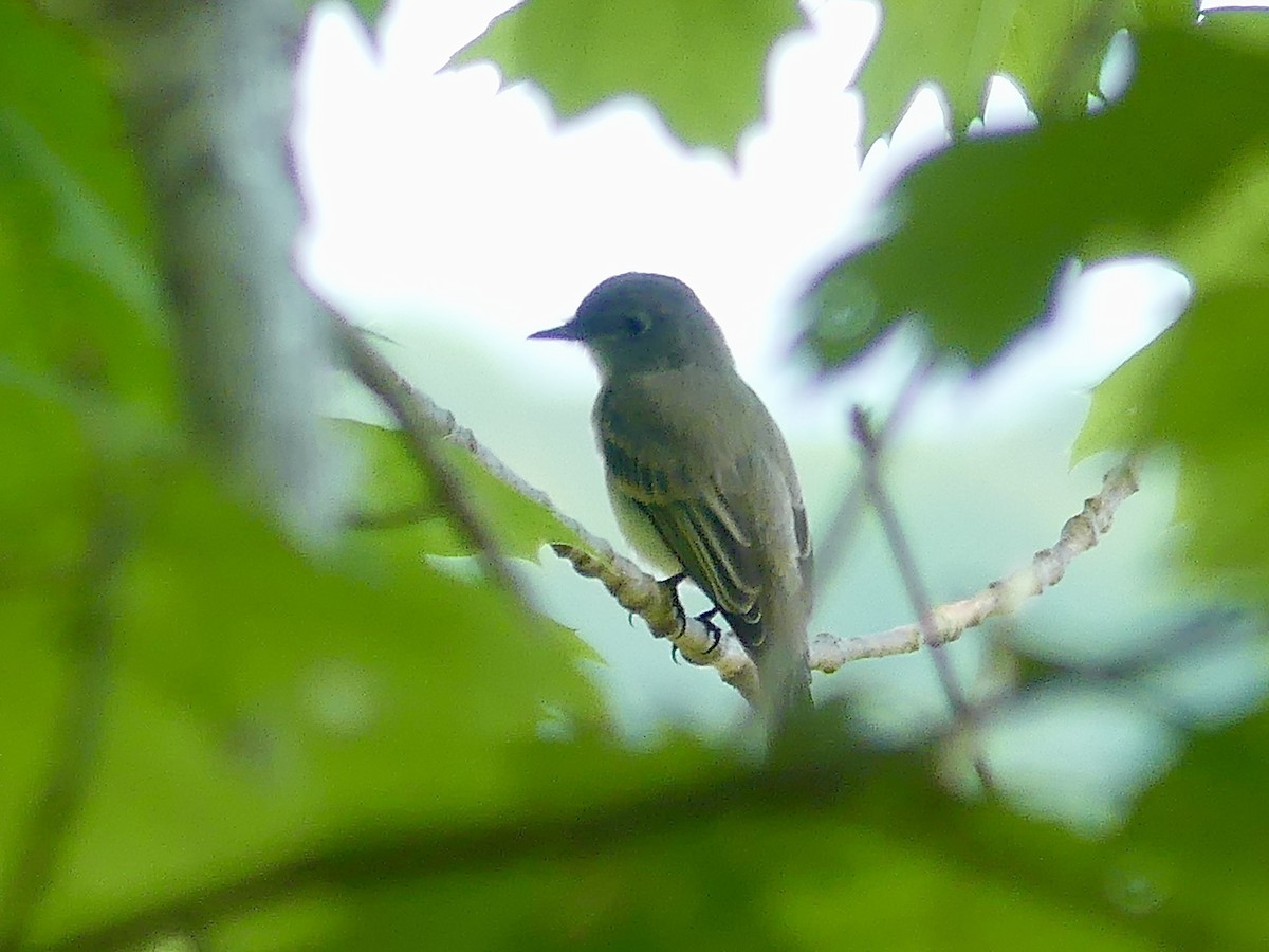 Eastern Phoebe - ML470295311