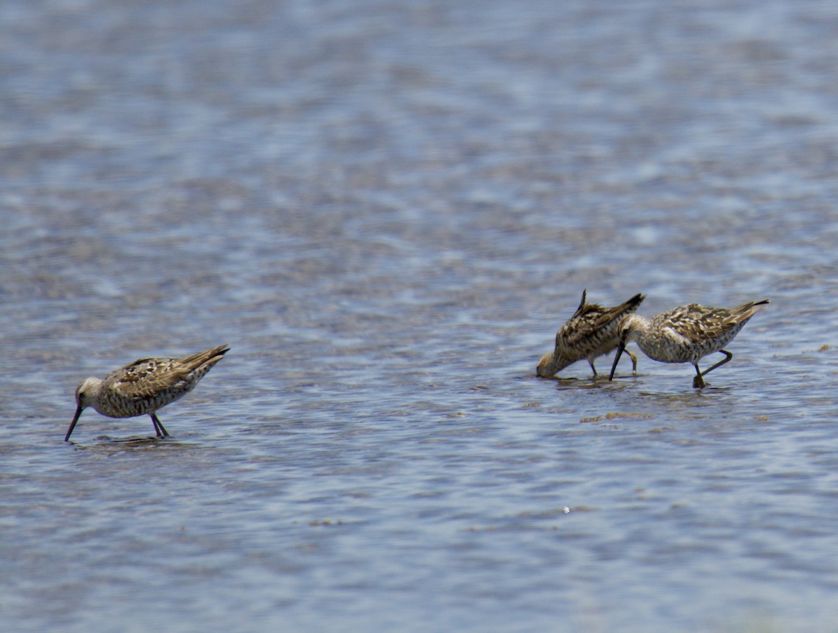 Stilt Sandpiper - ML470295471