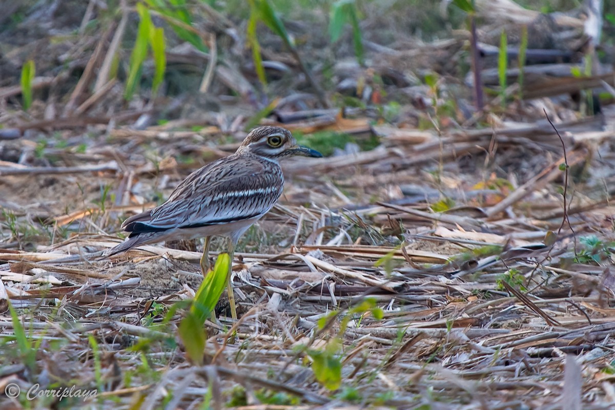 Oedicnème indien - ML470295821