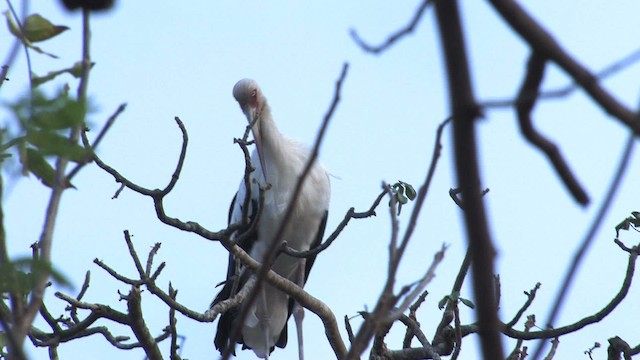 Maguari Stork - ML470297