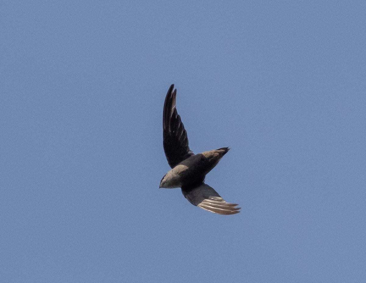 Chimney Swift - ML470297221