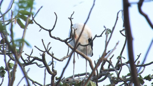 Maguari Stork - ML470298