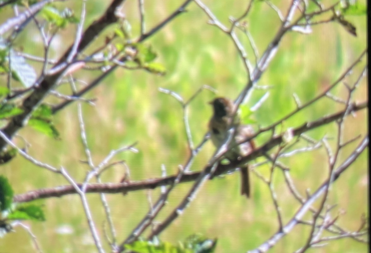 Lincoln's Sparrow - ML470300801