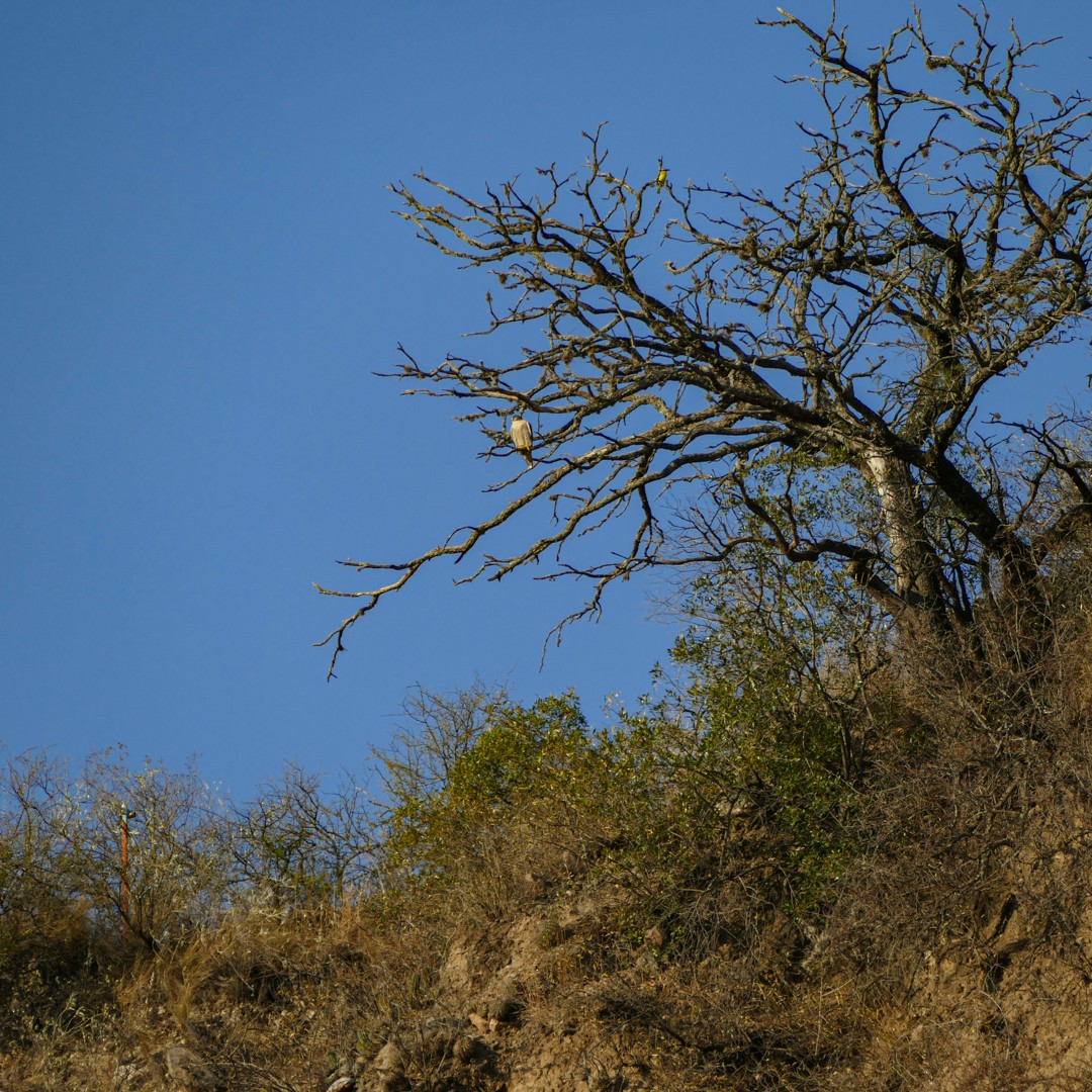 Halcón Peregrino - ML470301051