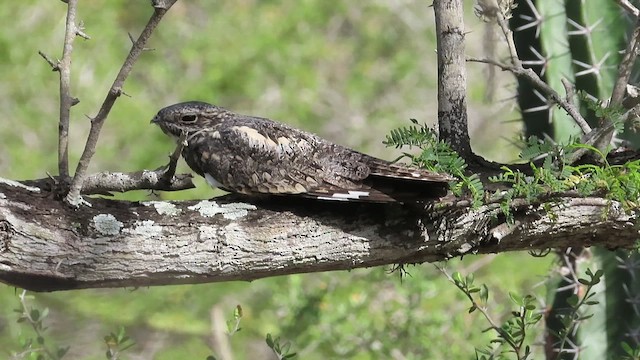 Lesser Nighthawk - ML470301121