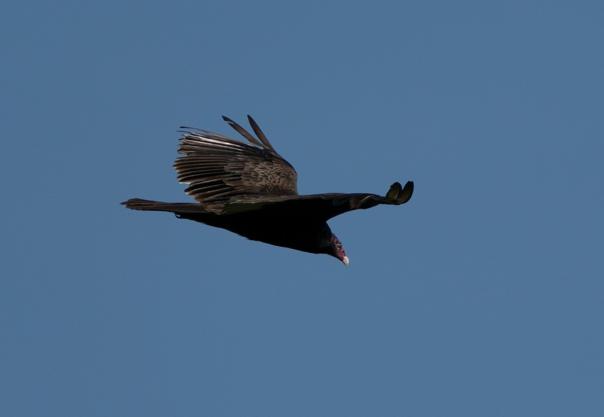 Turkey Vulture - ML470301391
