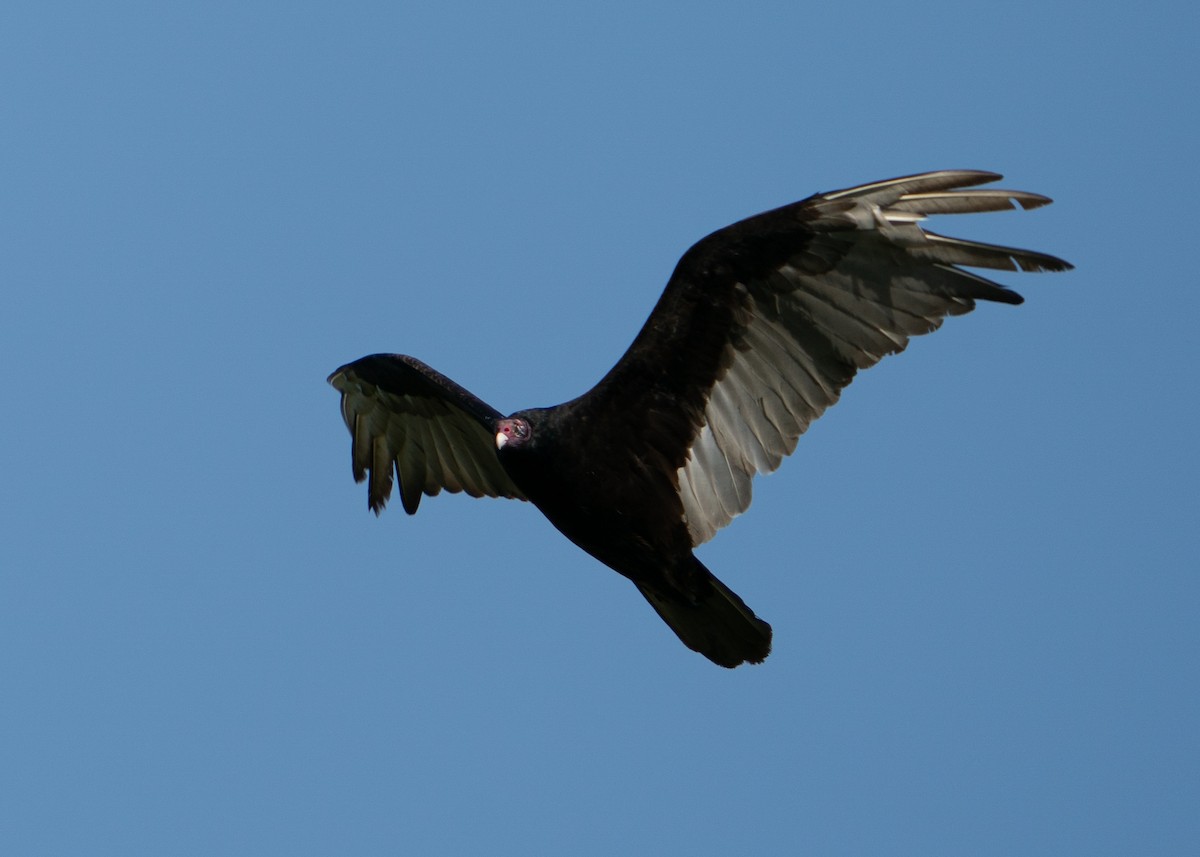 Turkey Vulture - ML470301401