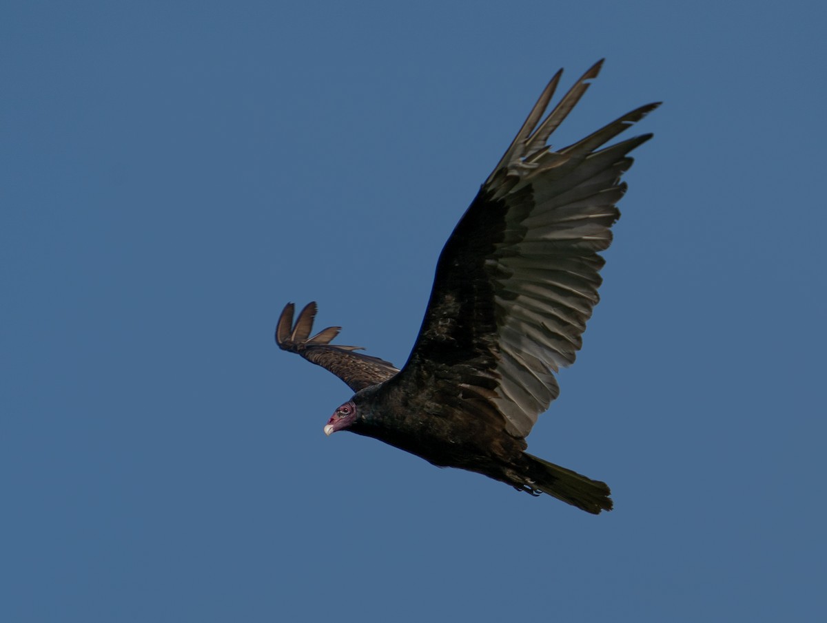 Turkey Vulture - ML470301411