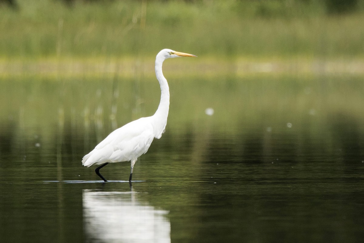 Great Egret - Michael Bowen