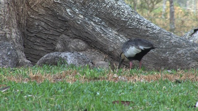 Buff-necked Ibis - ML470306