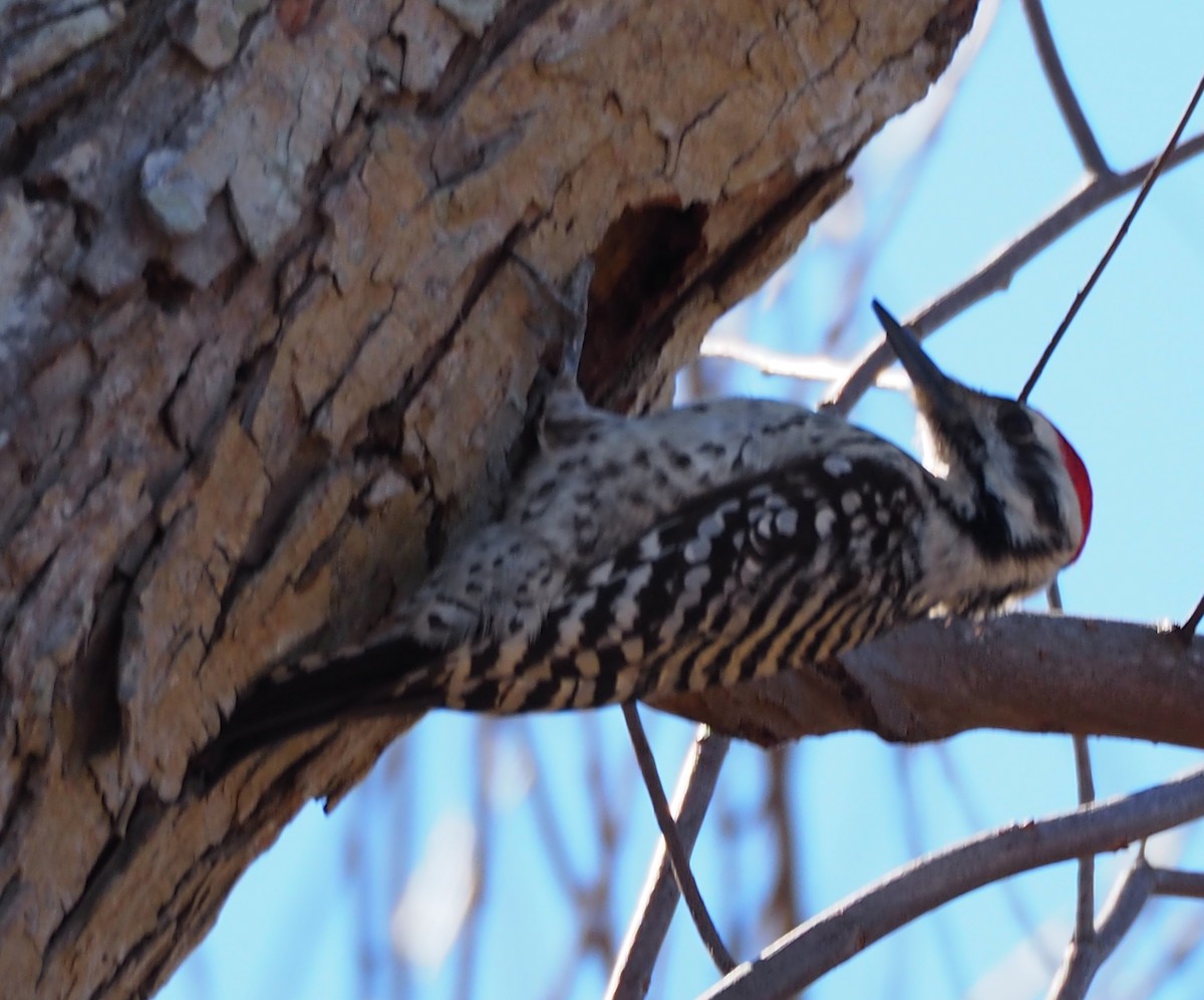 Ladder-backed Woodpecker - Annelia Williams