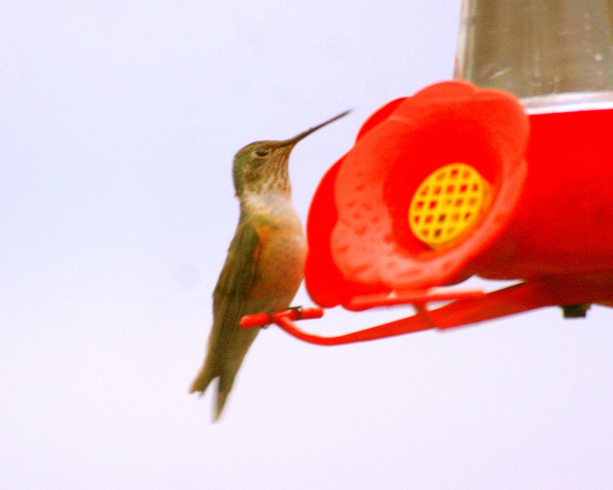 Broad-tailed Hummingbird - ML470309001