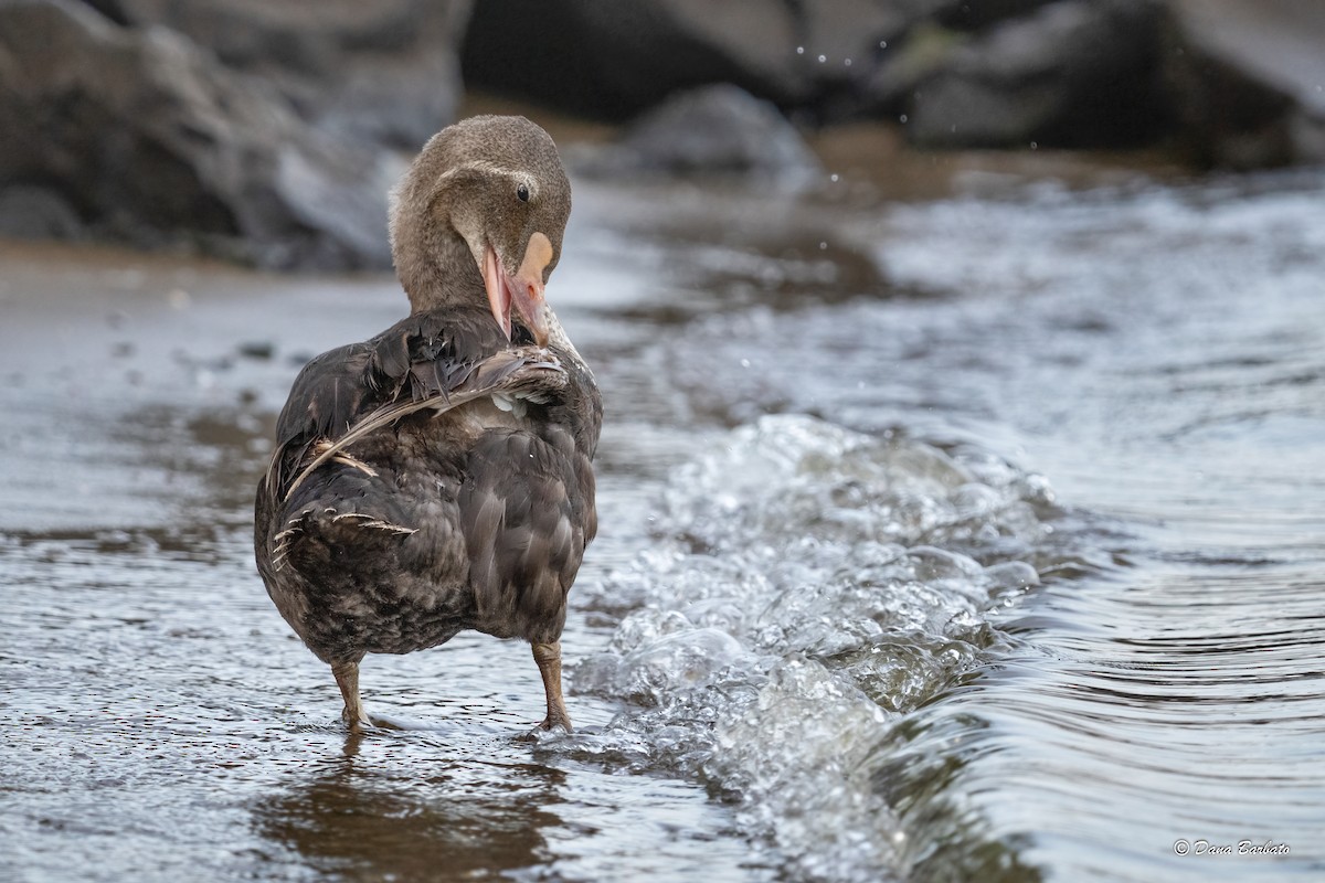 King Eider - ML470309111