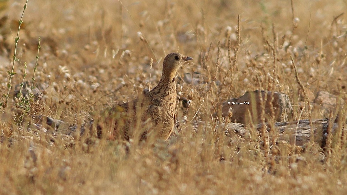 Black-bellied Sandgrouse - ML470309131