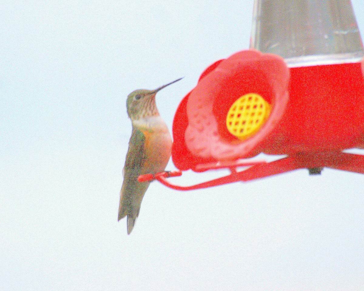 Broad-tailed Hummingbird - ML470309151