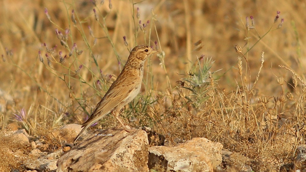 Mediterranean Short-toed Lark - Orhan Gül